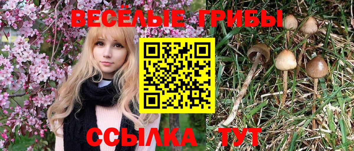 Красногорск  Псилоцибиновые грибы Cubensis  сколько стоит  Вход с VPN 